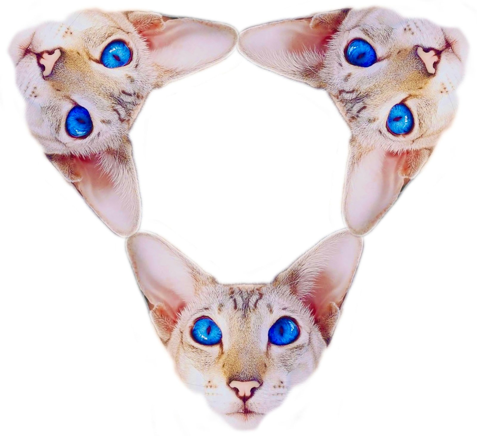 Siamese triangle